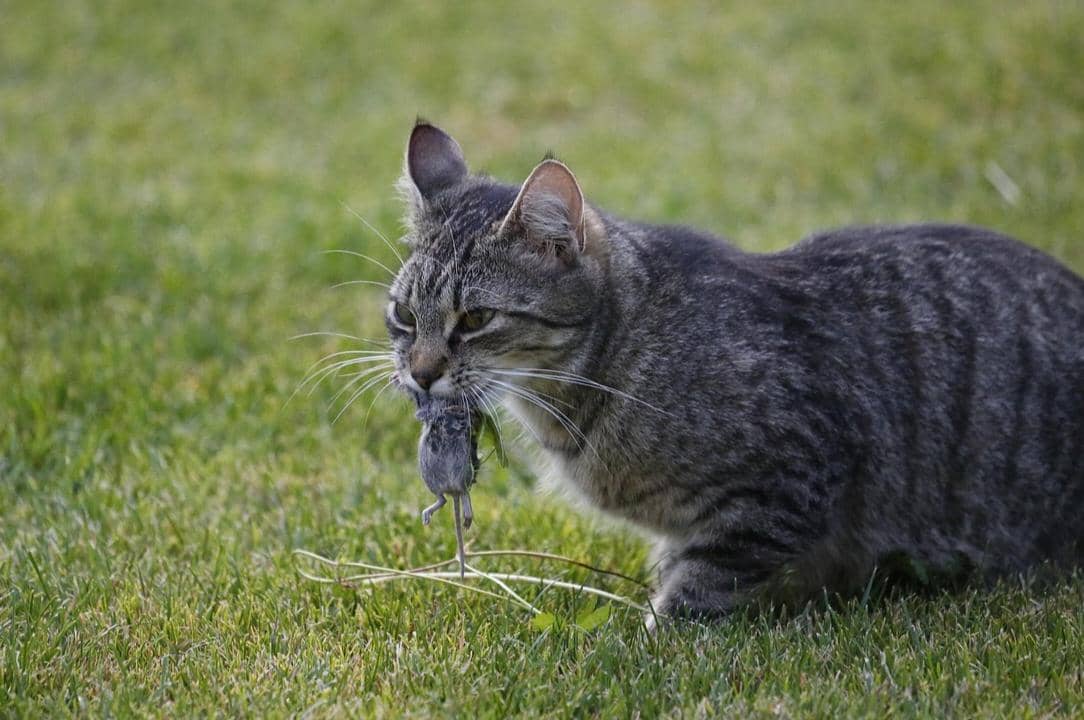 5 Hewan yang Sering Dimakan Kucing, padahal Berisiko