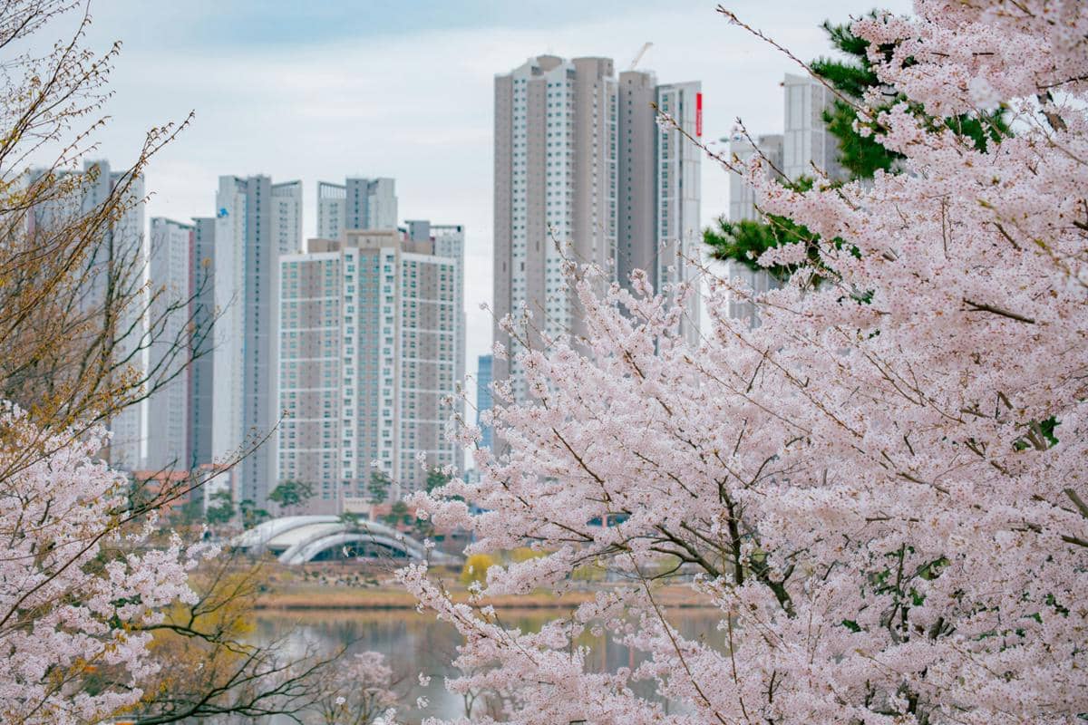 5 Wisata Gratis di Seoul saat Musim Semi, Bunga Sakura Bermekaran