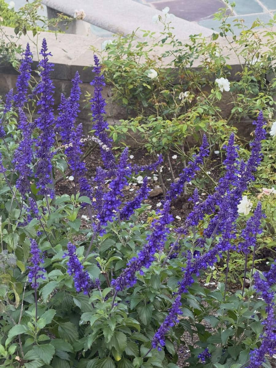 Livy Renata saat di Greystone Mansion and Garden