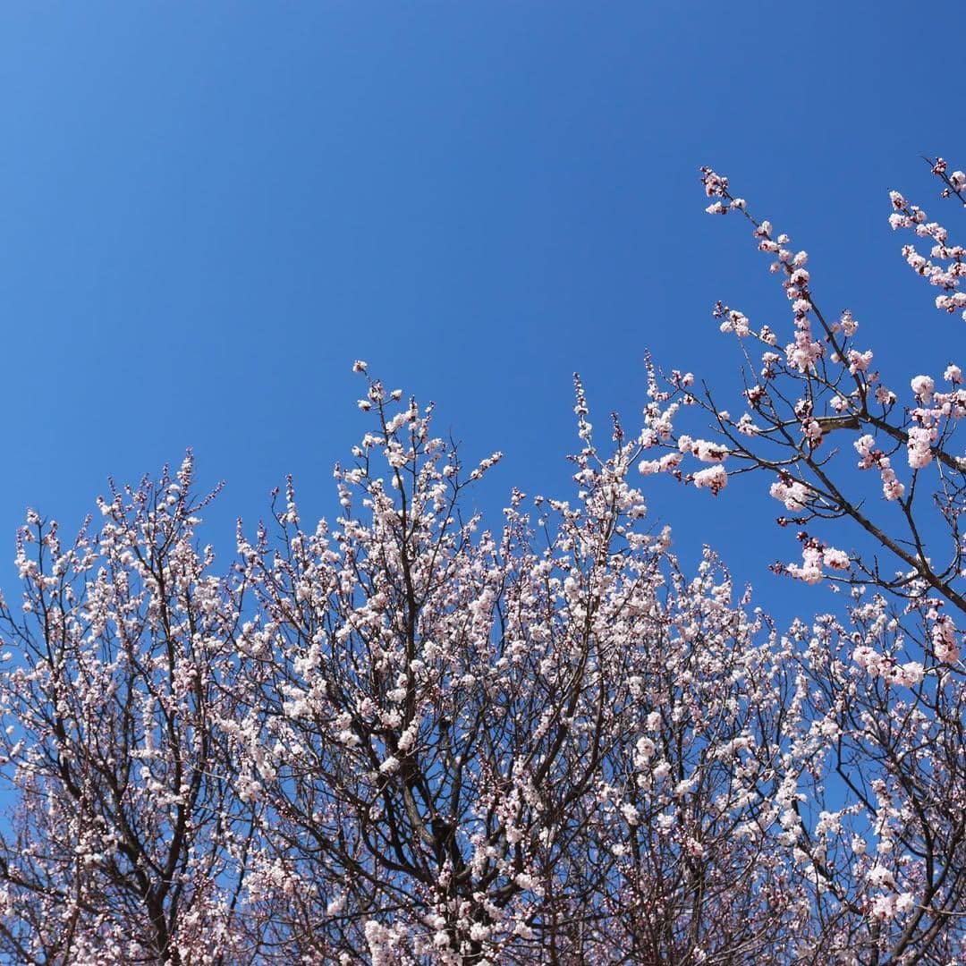 pohon sakura di Seoul Forest Park