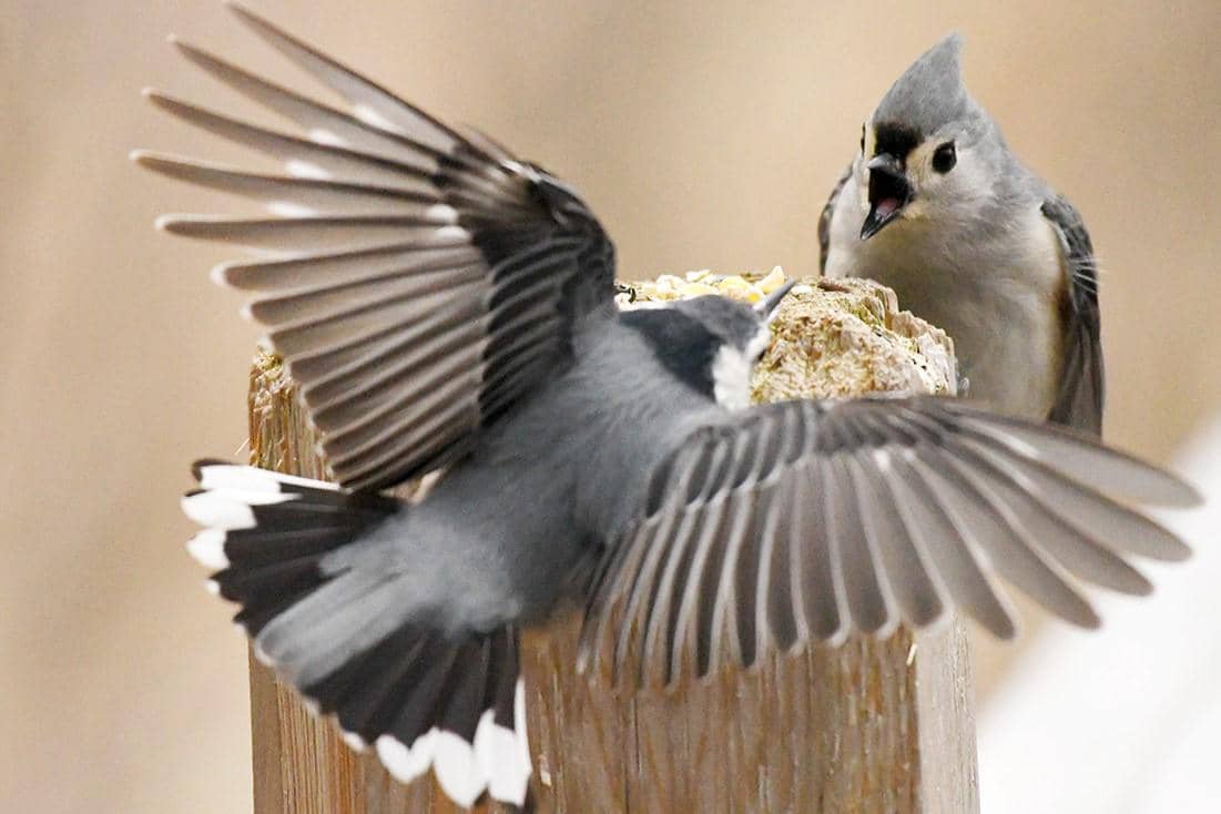 Tufted Titmouse