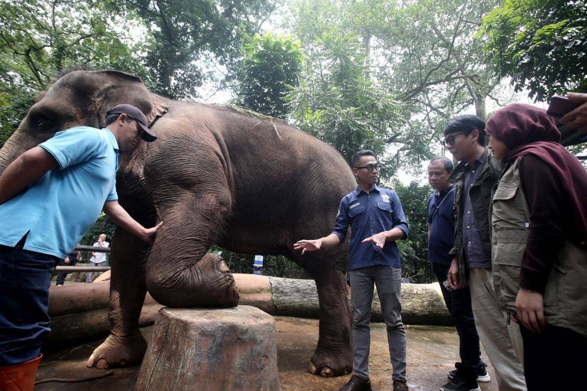 Vantara Dukung Pemeriksaan Kesehatan Satwa Bandung Zoo