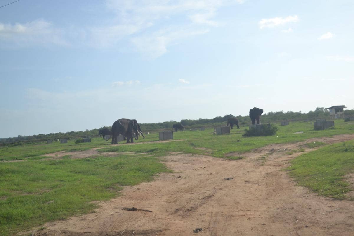 Potret Taman Nasional Way Kambas 