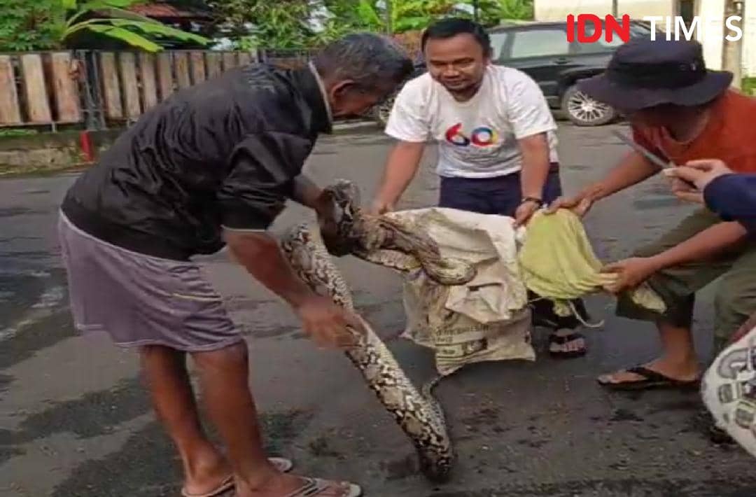 Ular Sanca 3 Meter Masuk Rumah Warga di Purwokerto 