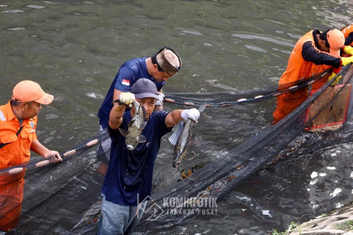40 Ikan Sapu-sapu di Kali Depan Plaza Indonesia Dipatahkan dan Dikubur