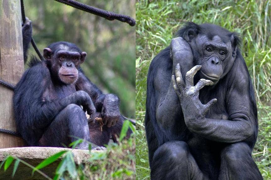 Cara Membedakan Bonobo dan Simpanse yang Sering Dianggap Sama
