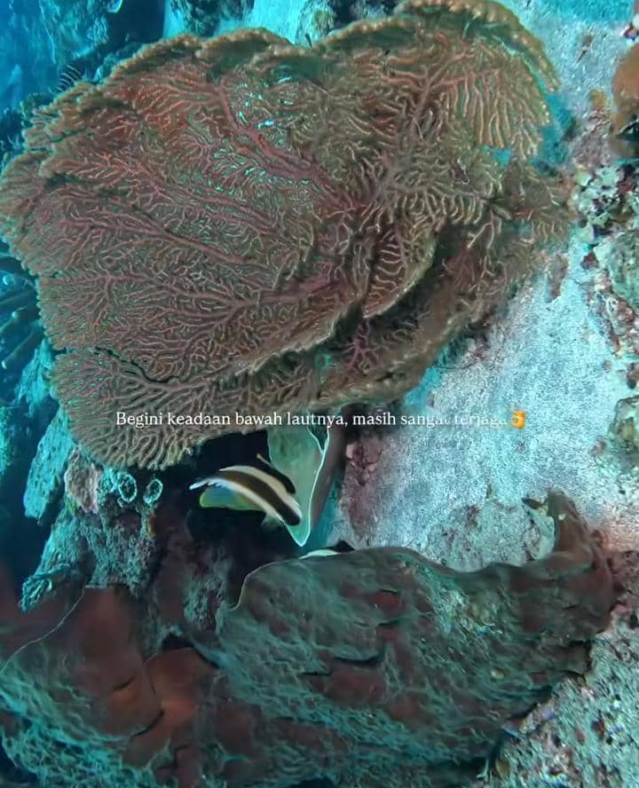 Sintya Marisca liburan di Banda Neira