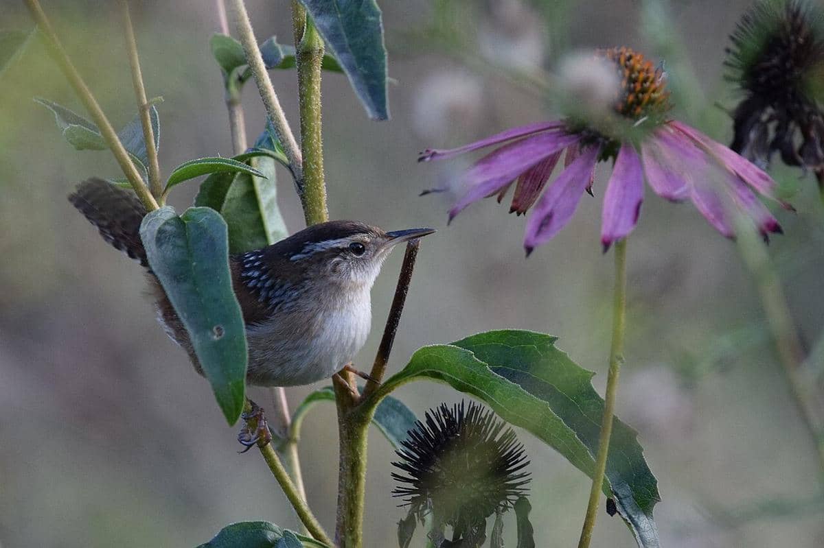 Marsh Wren 