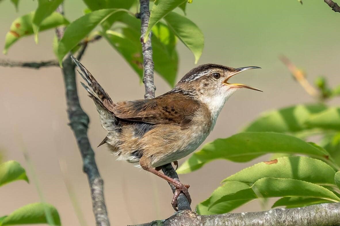 Marsh Wren