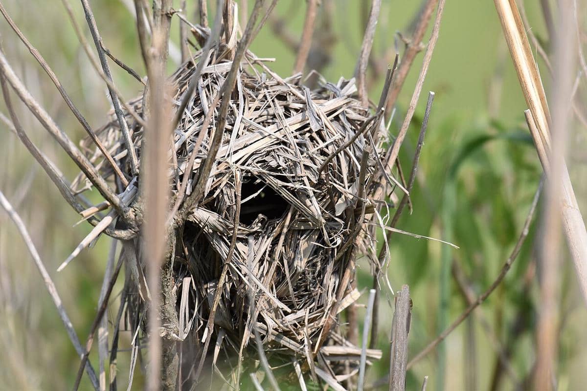 Sarang Marsh Wren
