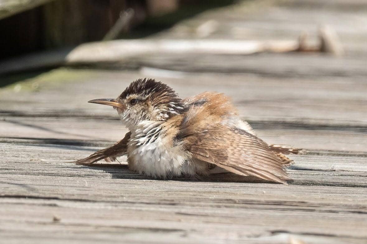 Marsh Wren