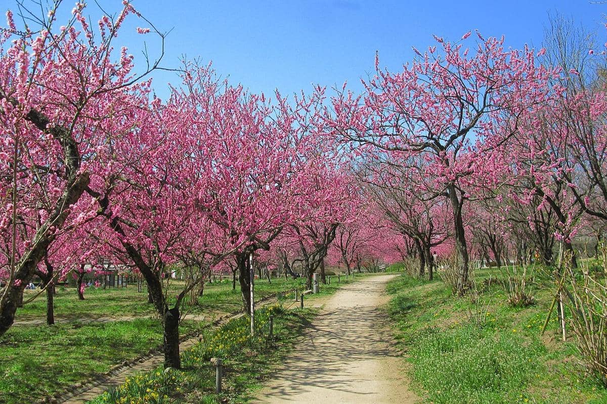 bunga persik di Ibaraki Koga Park