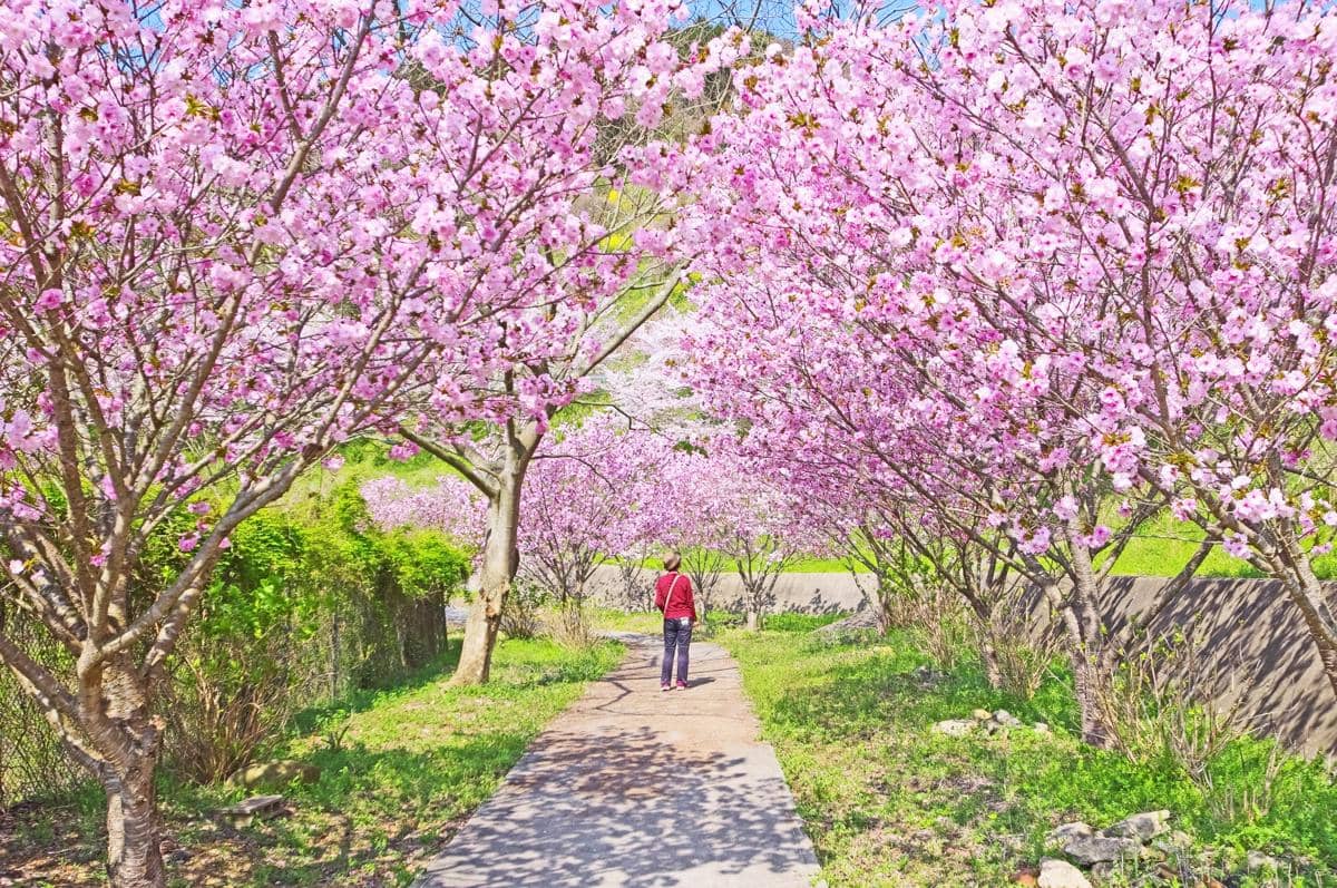 7 Bunga Warna Pink yang Mekar saat Musim Semi di Jepang, Indah dan Memikat