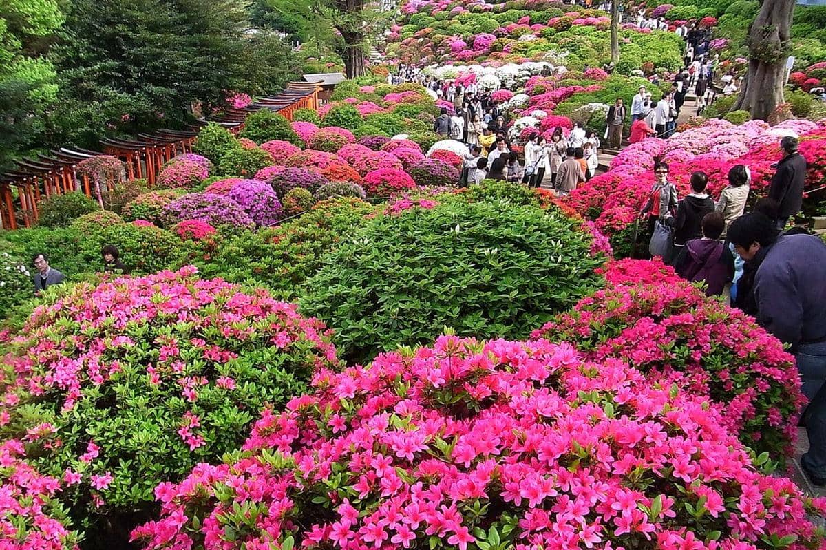 Festival Azalea Bunkyo di Kuil Nezu