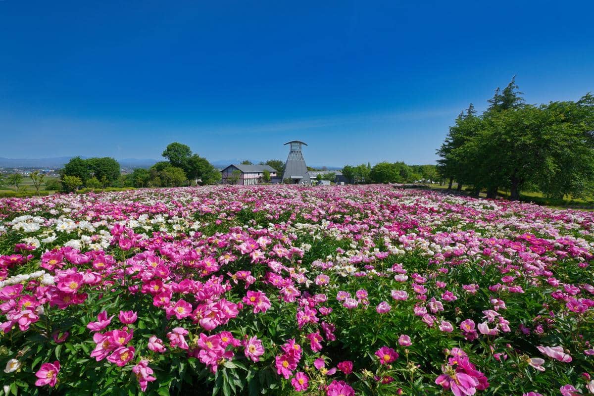 Festival Peony di Atagoyama Park