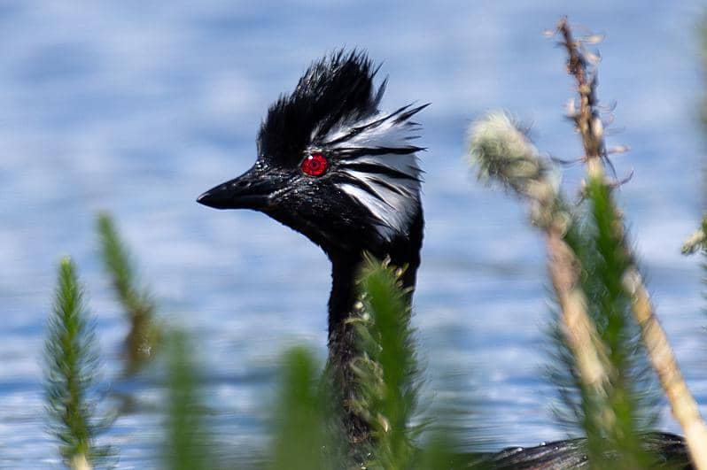 5 Fakta Titihan Rumbai-putih, Burung yang Disebut Punya Mata Sharingan