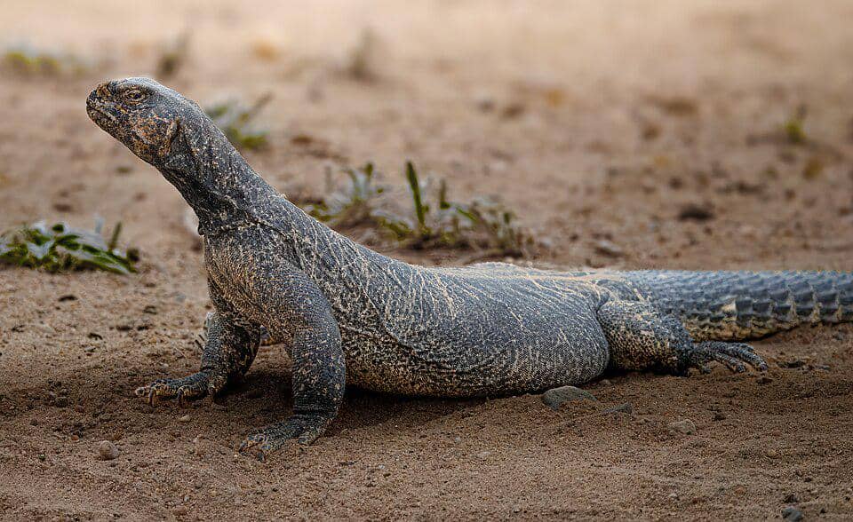 tampak dekat dab di habitat asli