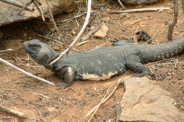 tampilan sekujur tubuh dab