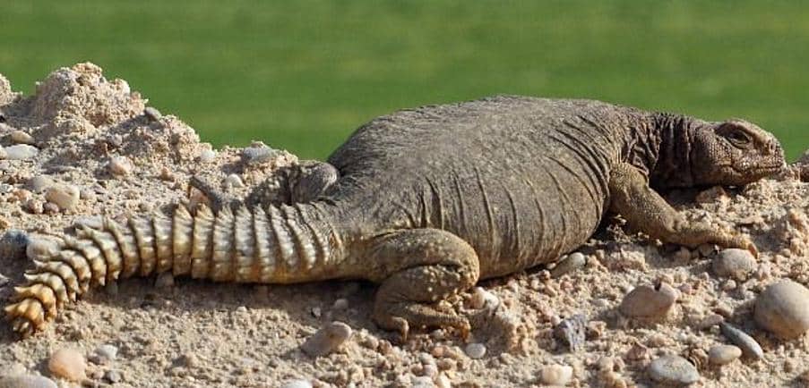 tampak dekat ekor dab