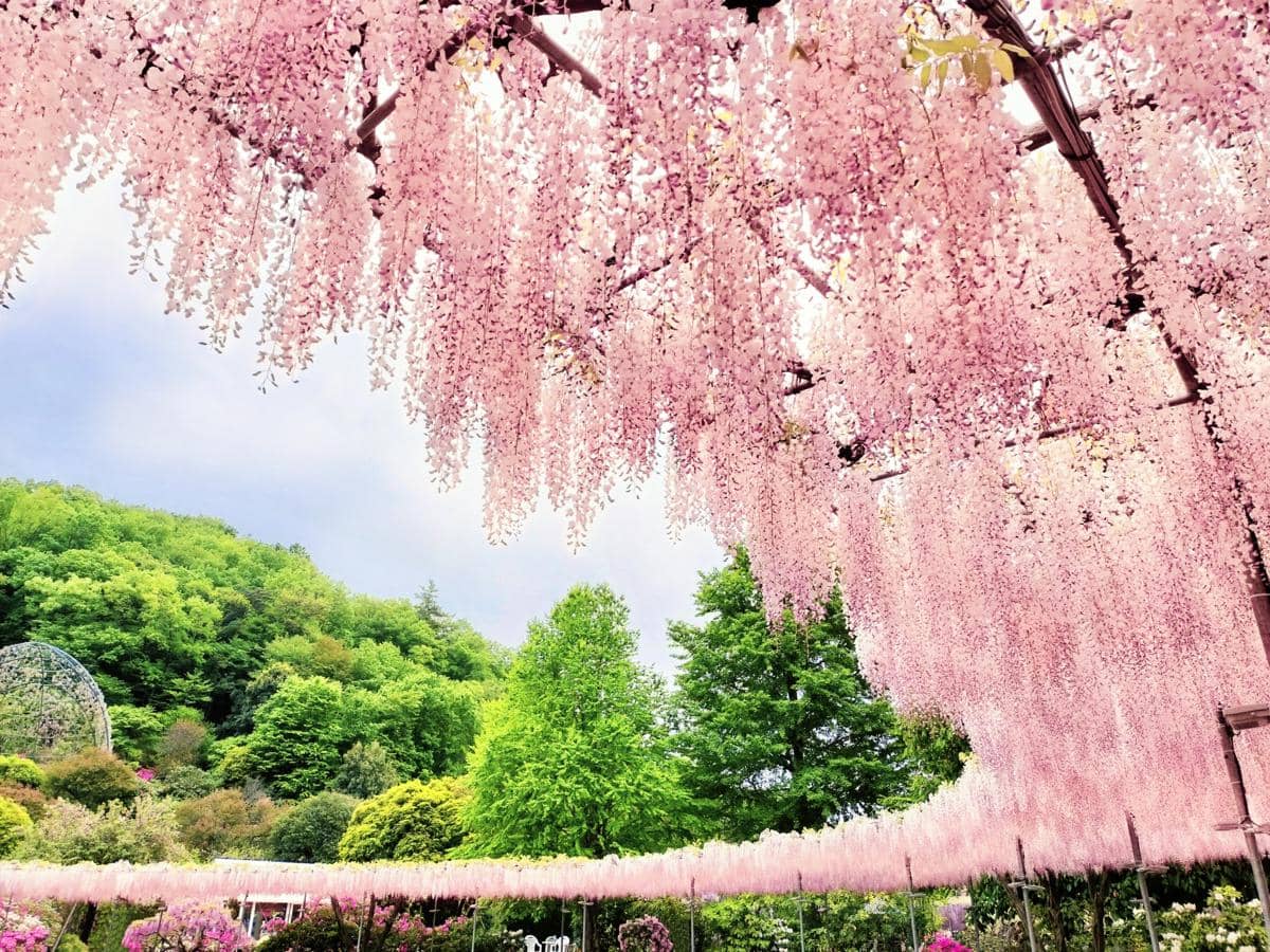 wisteria di Ashikaga Flower Park