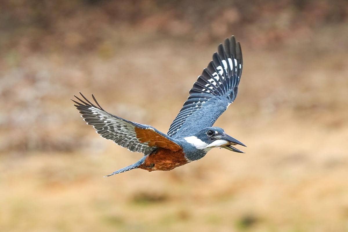 ringed kingfisher