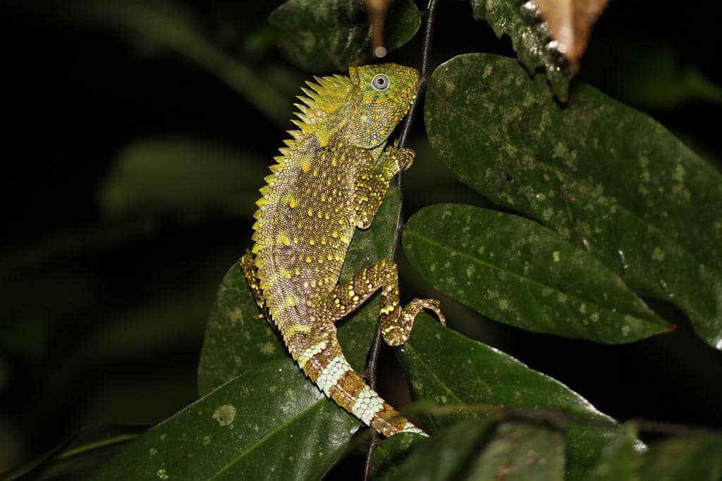 5 Fakta Bunglon Hutan, Penghuni Pohon Bergantung pada Hutan Lembap