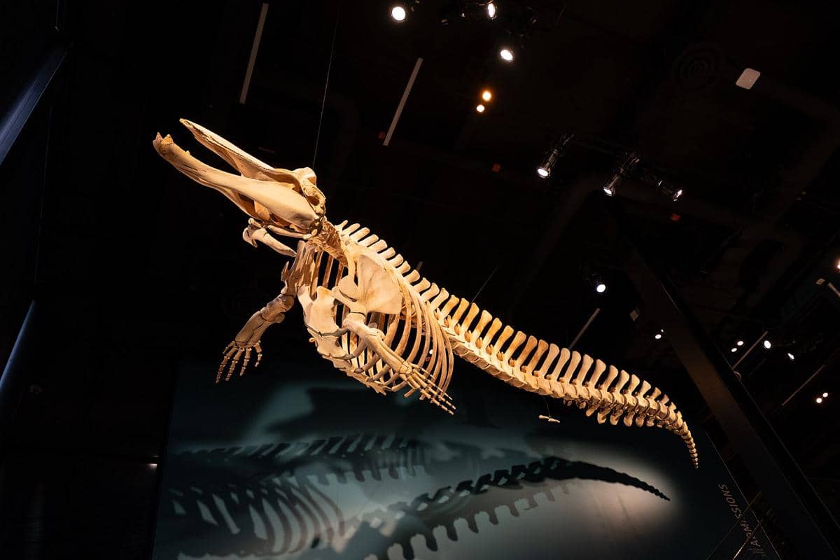 salah satu fosil hewan purba di Burke Museum