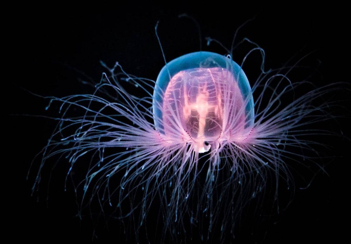 ilustrasi ubur-ubur Turritopsis dohrnii