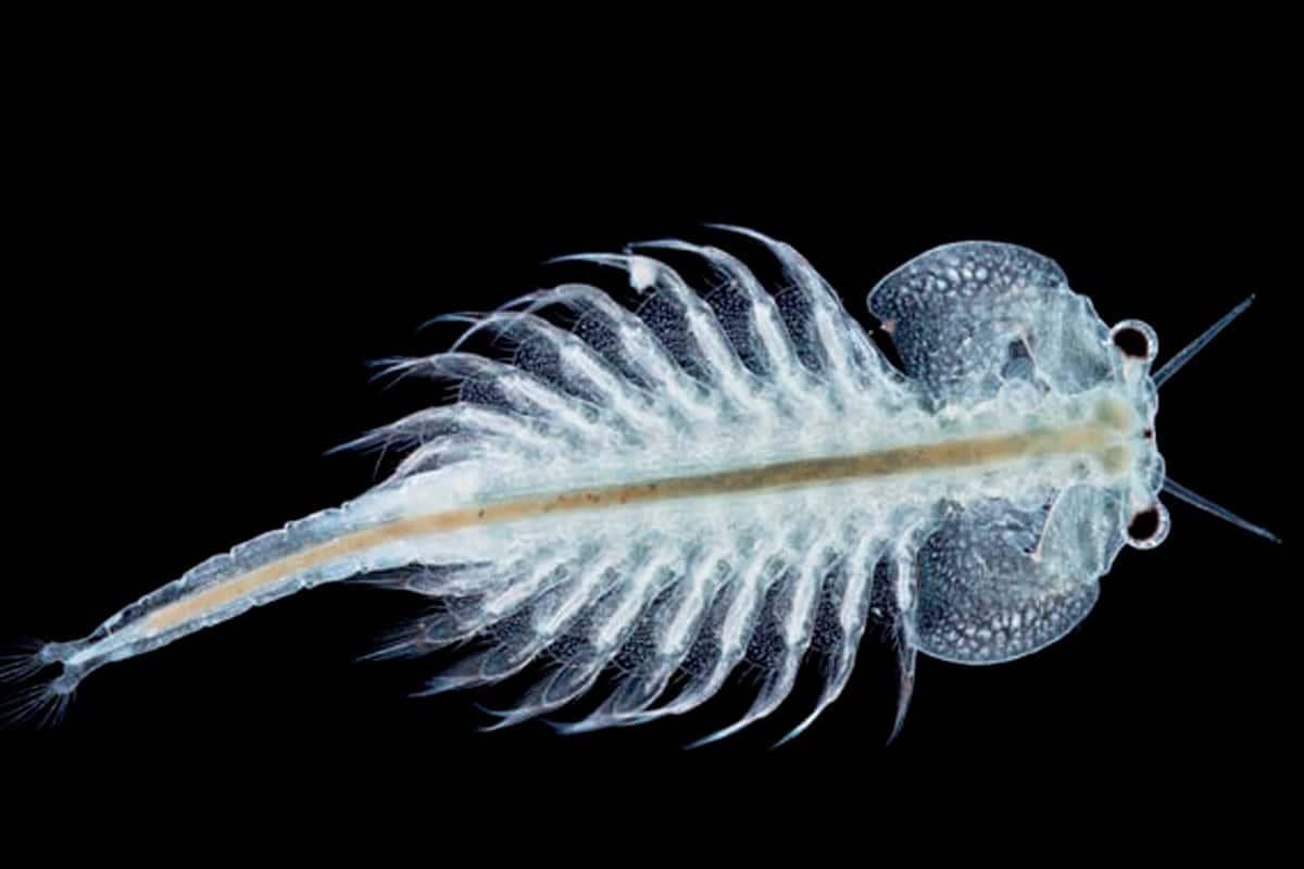 4 Hewan yang Bisa Hidup Kembali setelah Hampir Mati