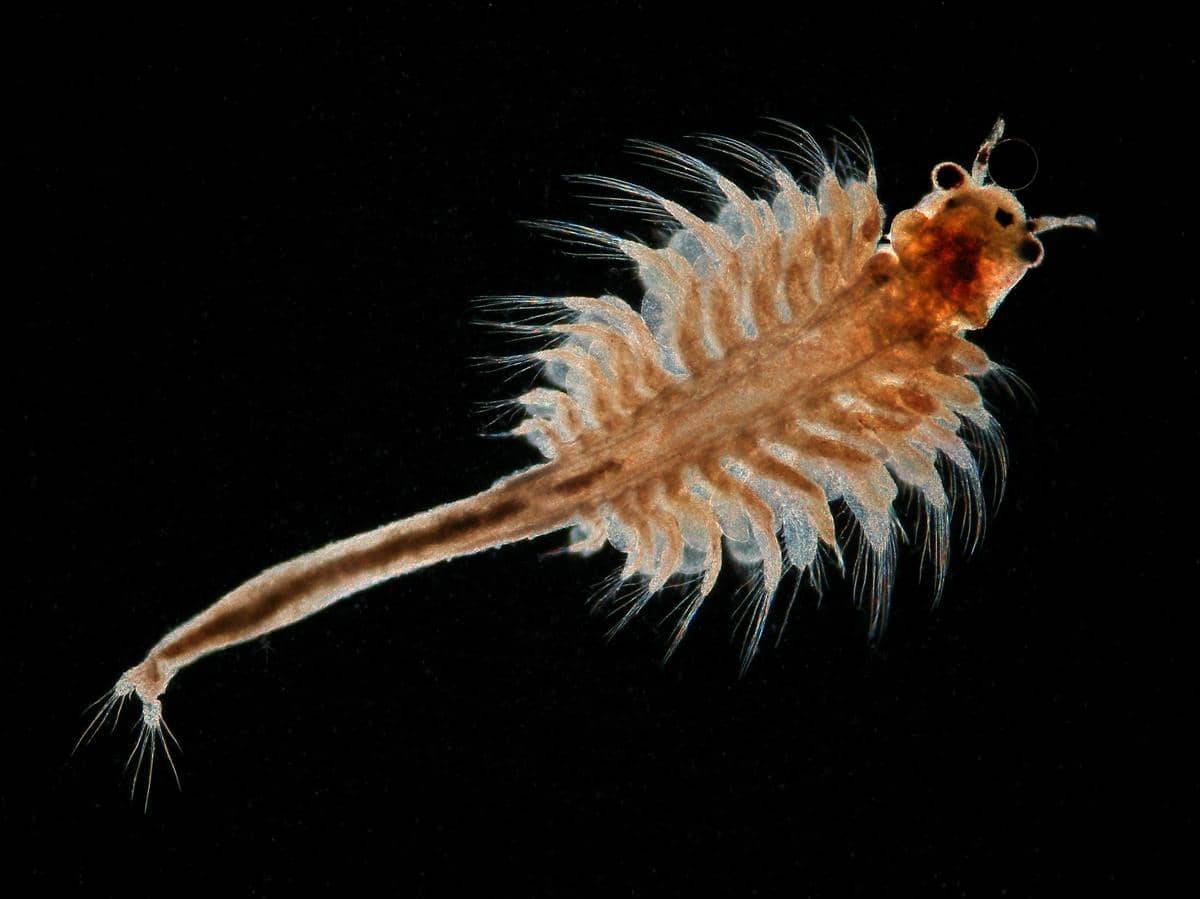 ilustrasi udang artemia