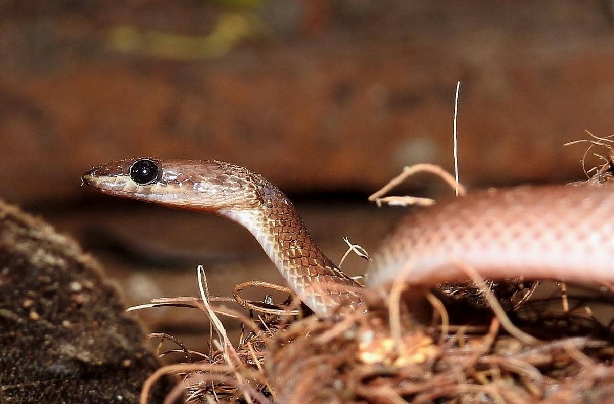 5 Spesies Ular Cecak Unik dari India, Hidup di Pepohonan