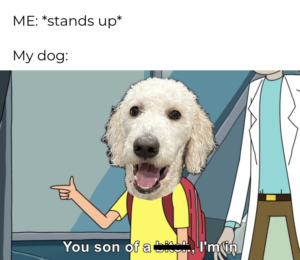 meme kartun tentang anjing peliharaan