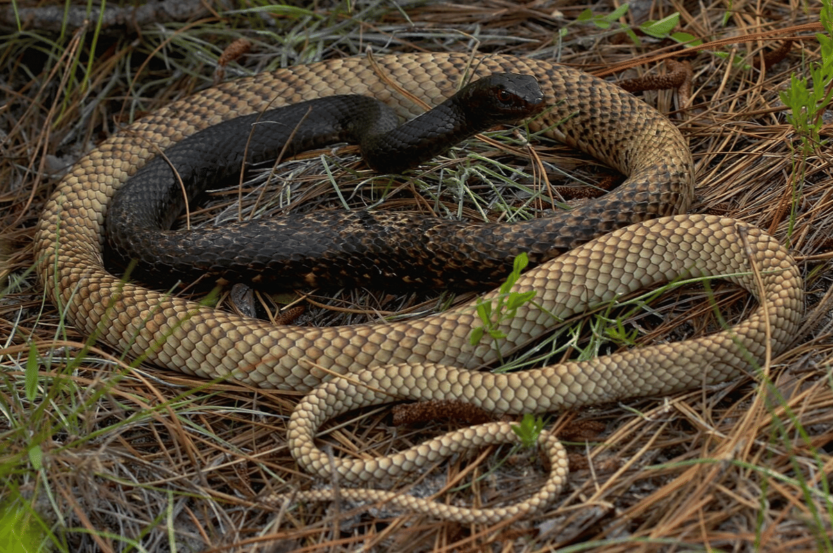 coachwhip