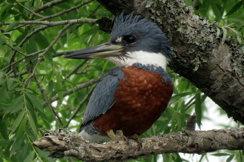 ringed kingfisher