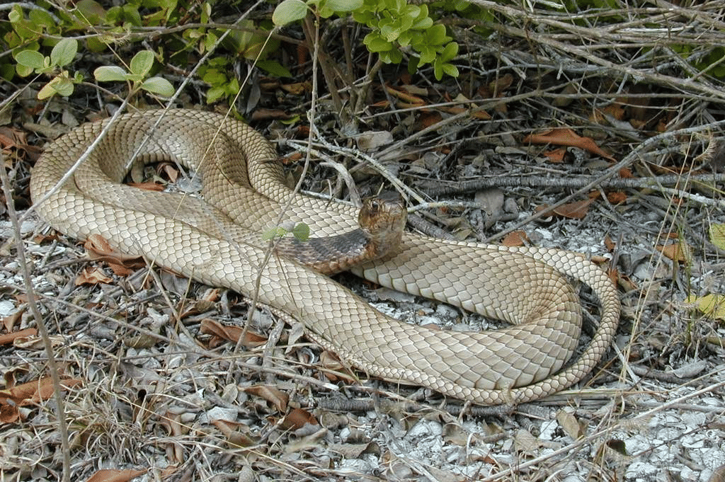 coachwhip