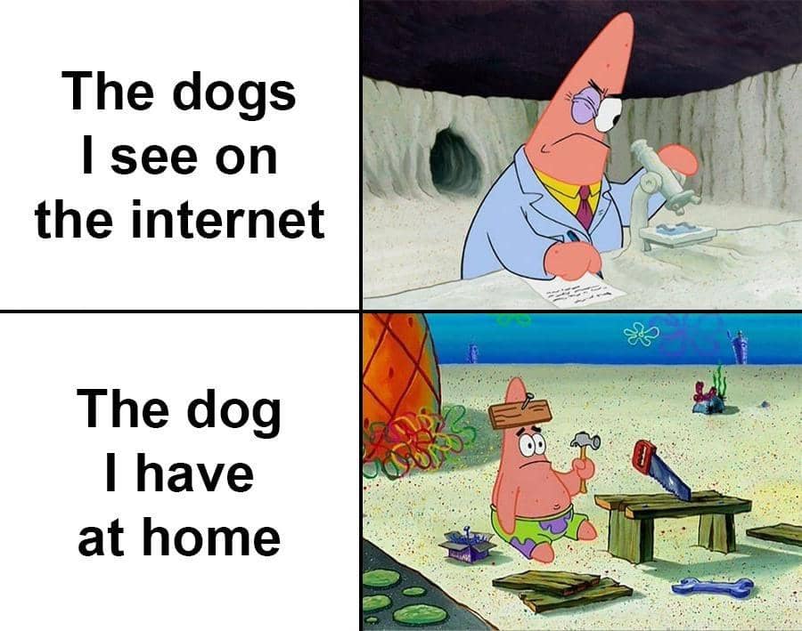 meme kartun tentang anjing peliharaan