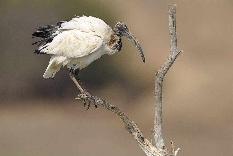 Ibis keramat afrika bertengger di pohon.
