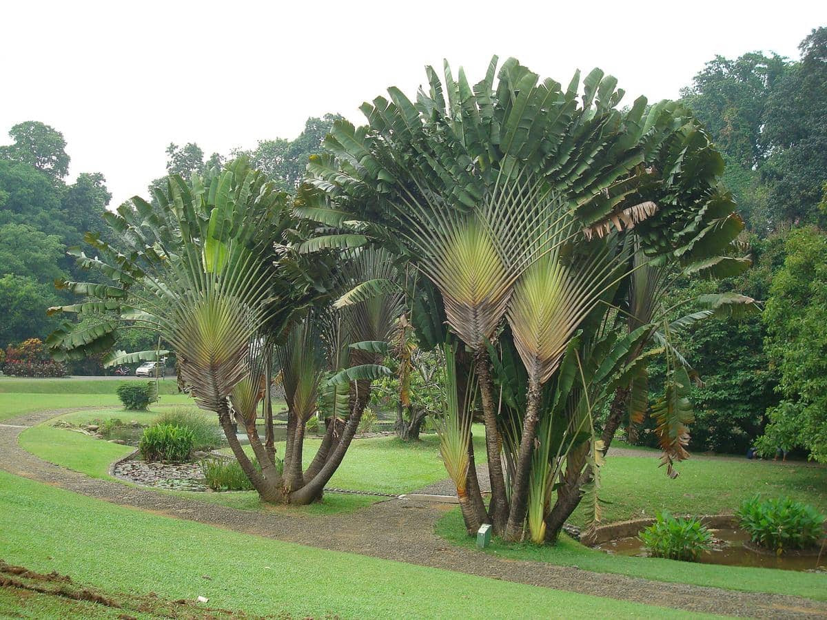 potret pohon pisang kipas di dalam Kebun Raya Bogor