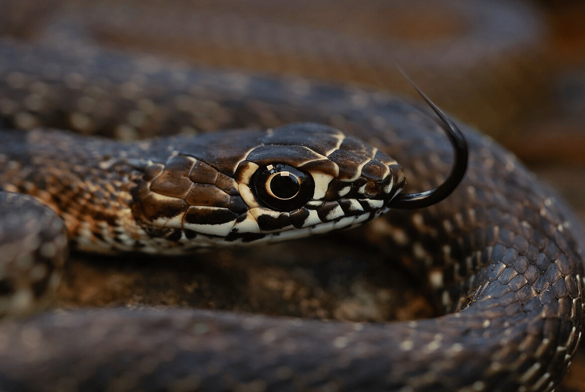 coachwhip