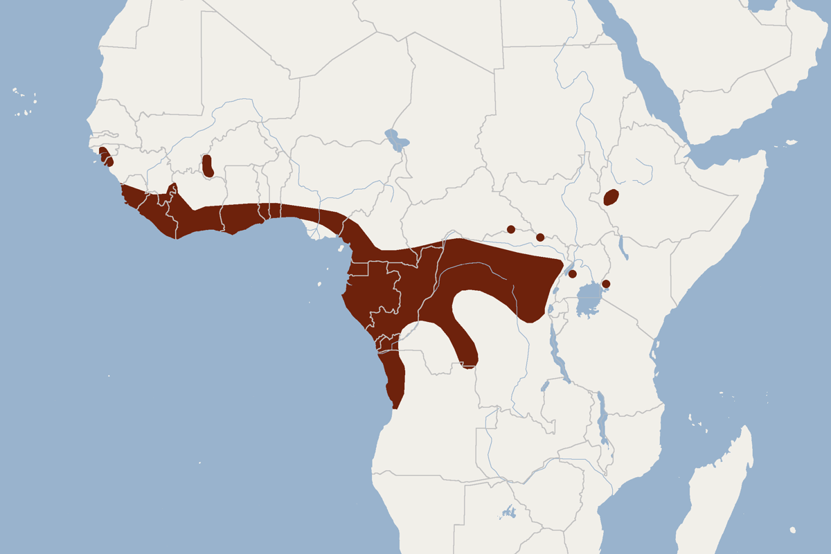 Wilayah persebaran kelelawar kepala palu 
