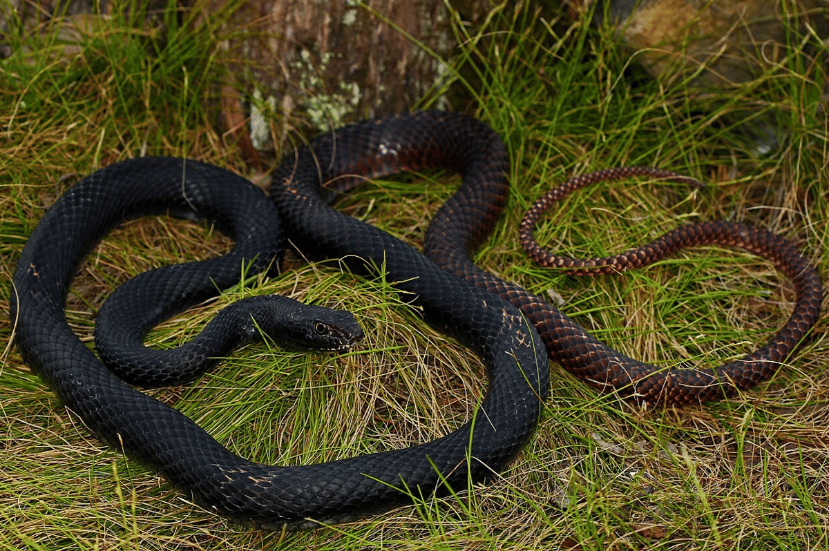 coachwhip