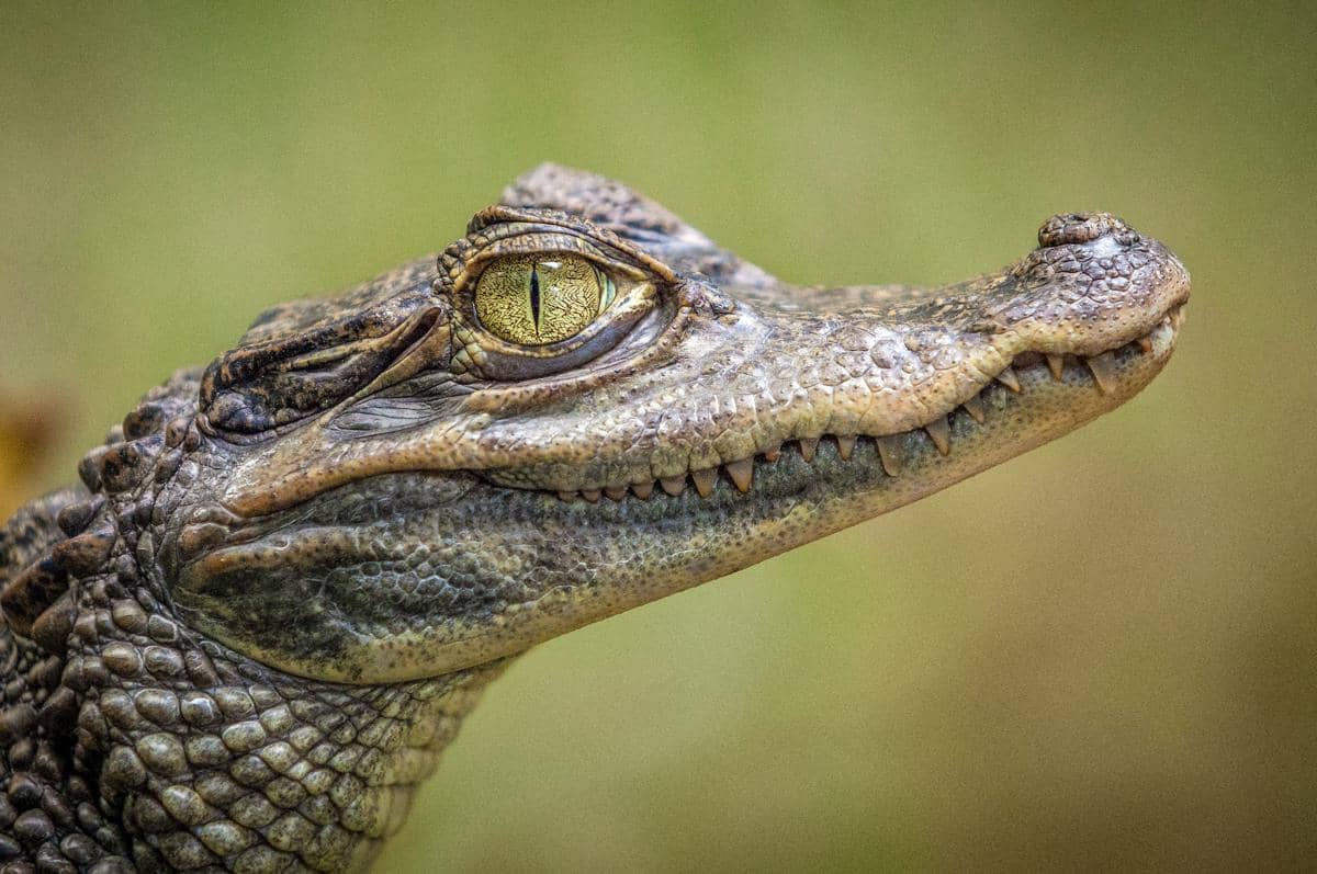 Close-up kepala buaya dengan detail kulit bersisik dan mata kuning tajam di latar belakang buram berwarna hijau.