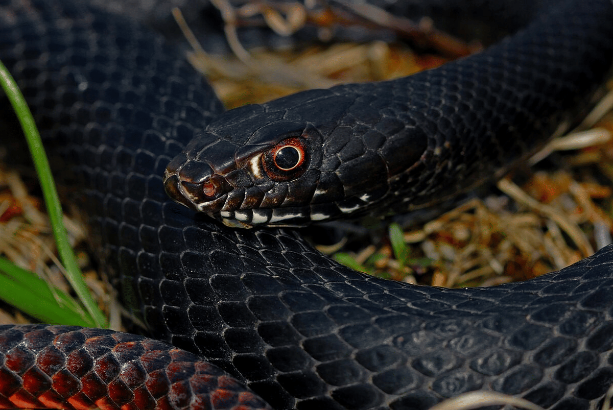 5 Fakta Menarik Coachwhip, Ular Tak Berbisa yang Sensitif