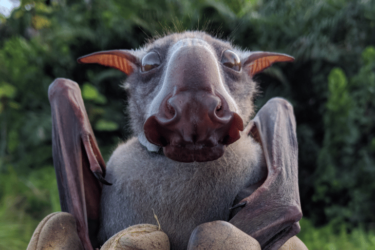 5 Fakta Kelelawar Kepala Palu, Punya Kepala Aneh untuk Menarik Betina