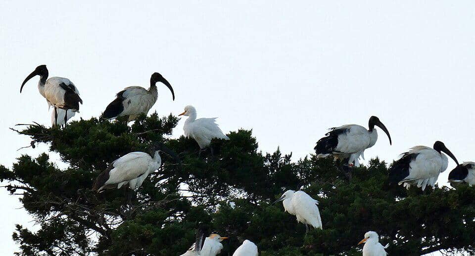 Ibis keramat afrika bertengger bersama burung kuntul.