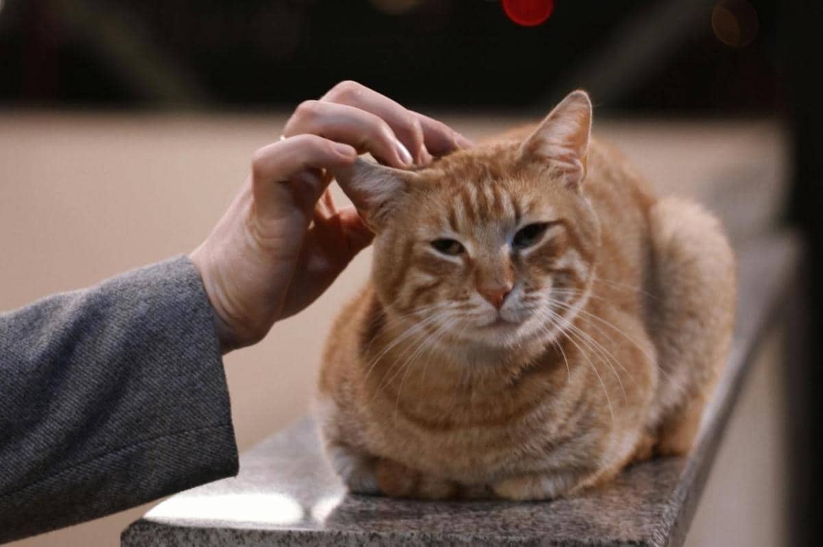 Apa yang Terjadi jika Kucing Tidak Pernah Dipelihara Manusia?