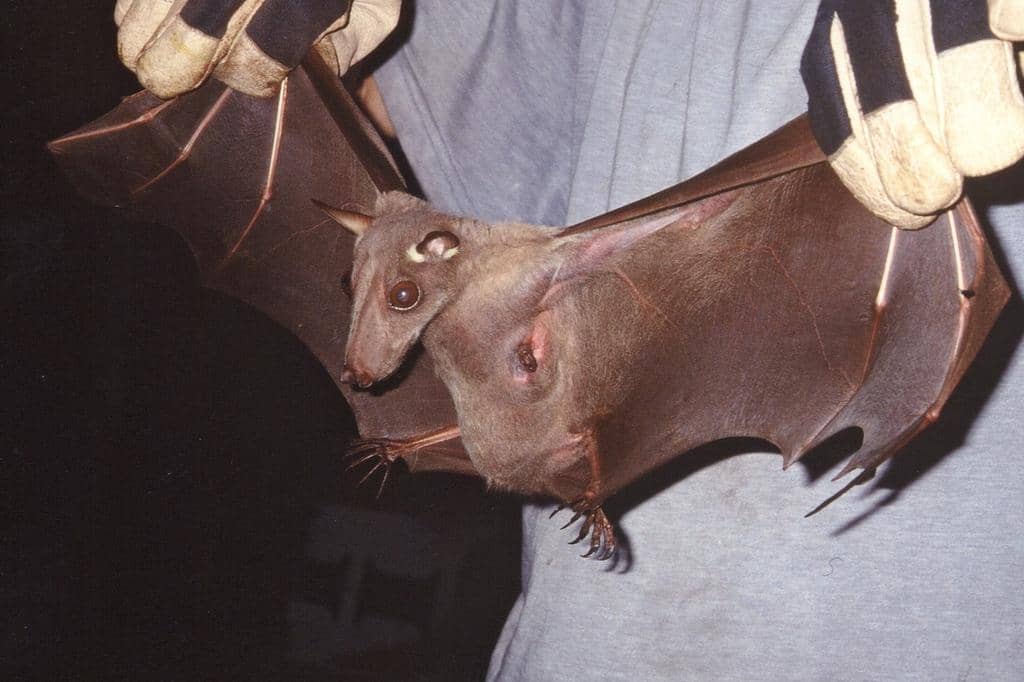 Kelelawar kepala palu