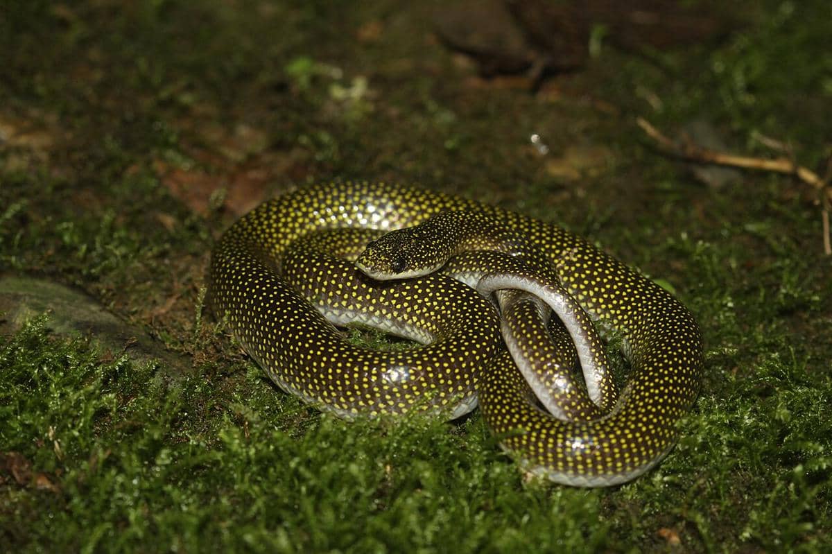 ular cecak bintik hijau