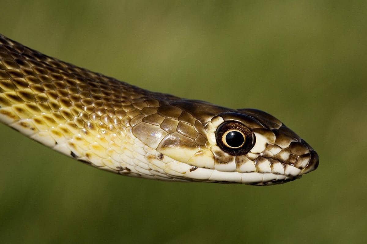 coachwhip