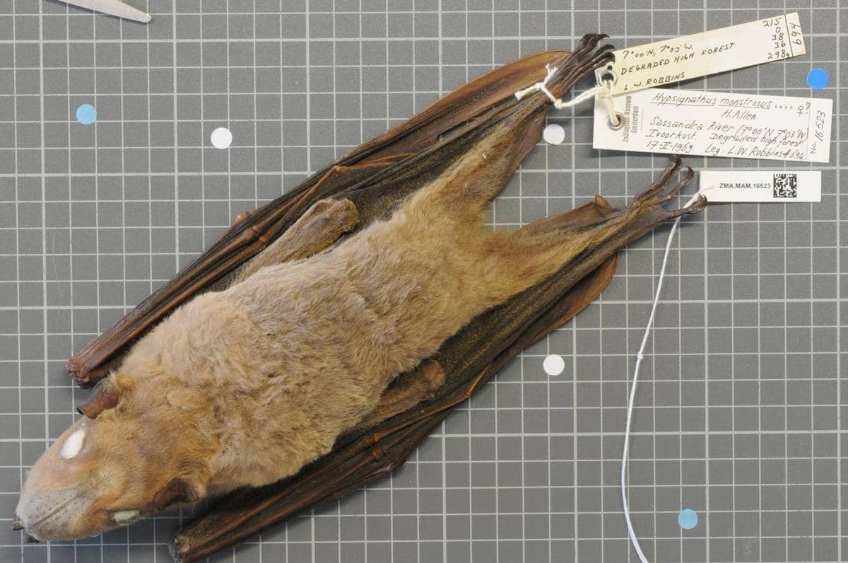Awetan spesimen dari kelelawar kepala palu di Naturalis Biodiversity Center